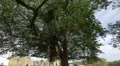 Beautiful tree at an archaeological site in Panama 4k or 4k+ Resolution