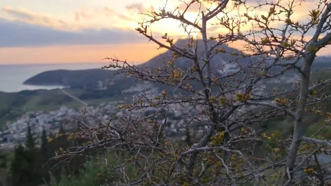 Beautiful tree on the background of the mountain Stock Footage 183049481