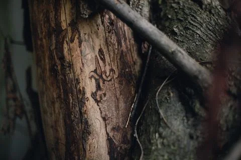 Beautiful tree bark close-up view Stock Photos