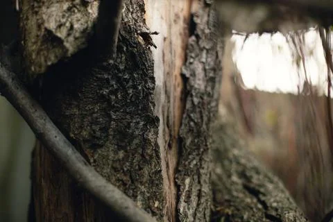 Beautiful tree bark close-up view Stock Photos