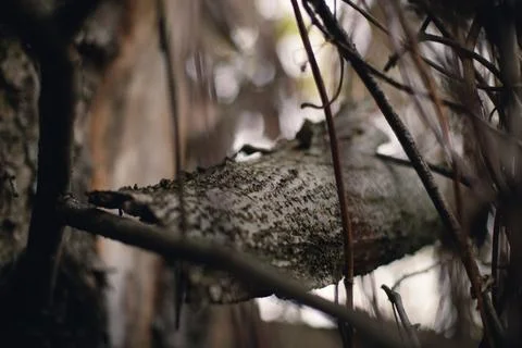 Beautiful tree bark close-up view Stock Photos
