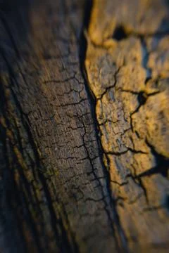 Beautiful tree bark close-up view Stock Photos
