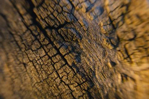 Beautiful tree bark close-up view Stock Photos