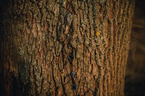 Beautiful tree bark close-up view Foto stock