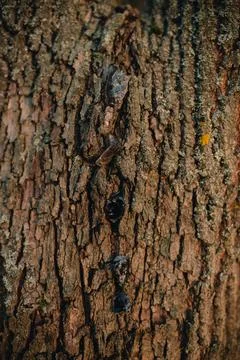 Beautiful tree bark close-up view Stock Photos