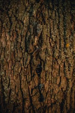 Beautiful tree bark close-up view Stock Photos
