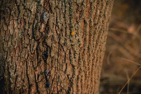Beautiful tree bark close-up view Stock Photos
