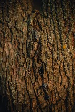 Beautiful tree bark close-up view Stock Photos