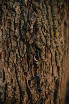Beautiful tree bark close-up view Foto stock