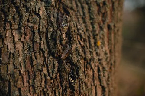 Beautiful tree bark close-up view Stock Photos