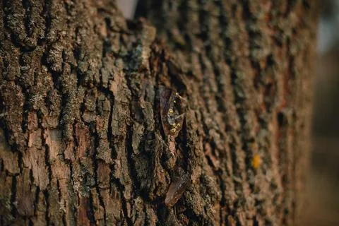 Beautiful tree bark close-up view Stock Photos