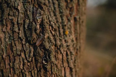 Beautiful tree bark close-up view Stock Photos
