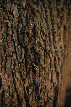 Beautiful tree bark close-up view Foto stock