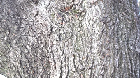 A Beautiful Tree Bark 스톡 동영상 127634351