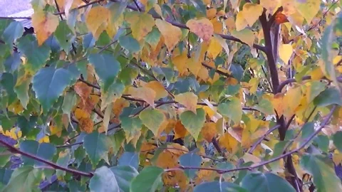 Beautiful tree birch and falling autumn foliage Stock Footage 116653484