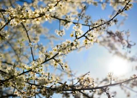 Beautiful tree blooming in spring Stock Photos