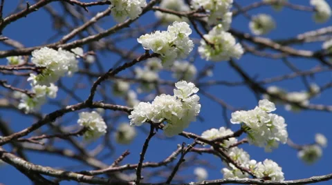 Beautiful Tree Blossom Video stock 57368562
