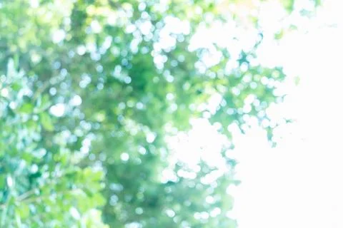 Beautiful tree bokeh material in spring and early summer Stock Photos