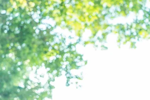 Beautiful tree bokeh material in spring and early summer Stock Photos