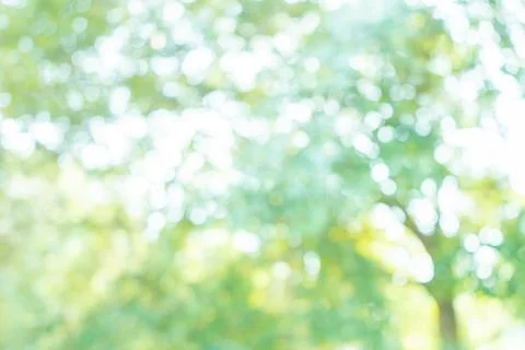 Beautiful tree bokeh material in spring and early summer Stock Photos