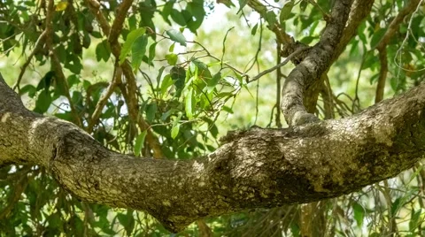 Beautiful tree branch surrounded by gently moving leaves and foliage in backg Stock Footage 65227140