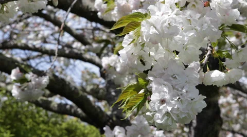 Beautiful Tree Branch White Cherry Blossoms April Spring Garden Growth Fragility Stock Footage 35284095