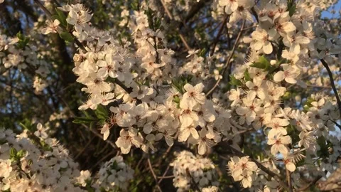 Beautiful tree branches blooming in spring with white flowers Stock Footage 241181152