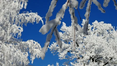 Beautiful tree branches covered with snow against the blue sky Stock Footage 144874932