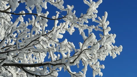 Beautiful tree branches covered with snow against the blue sky Stock Footage 144875453