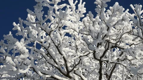 Beautiful tree branches covered with snow against the blue sky on a bright Sunny Vidéo 145719673