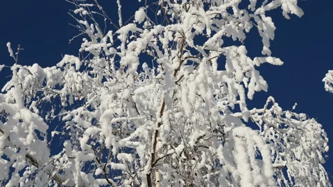 Beautiful tree branches covered with snow against the blue sky on a bright Sunny Stockbeeldmateriaal 145719999