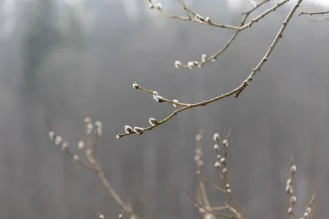 Beautiful tree branches during springtime in Gaija National Park, Latvia. Stock Photos