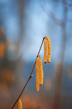 Beautiful tree branches during springtime in Gaija National Park, Latvia. Stock Photos