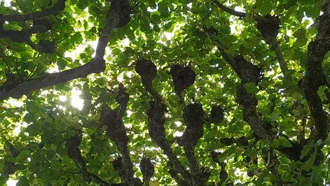 Beautiful tree branches Stock Footage 213945819