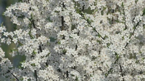 Beautiful tree branches with small white flowers inflorescences in early spring Video stock 124708809