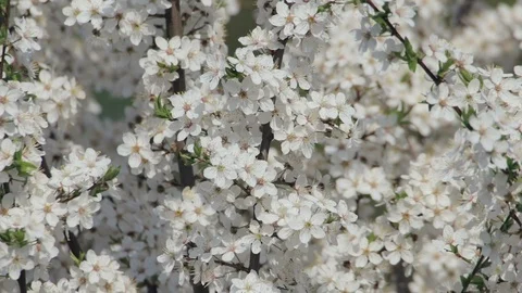 Beautiful tree branches with small white flowers inflorescences in early spring Video stock 124709110