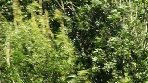 Beautiful Tree Branches Swaying in The Strong Wind Stock Footage 120993853