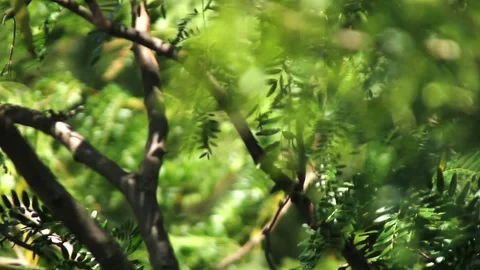 Beautiful Tree Branches Swaying in The Strong Wind Stock-Footage 120993904