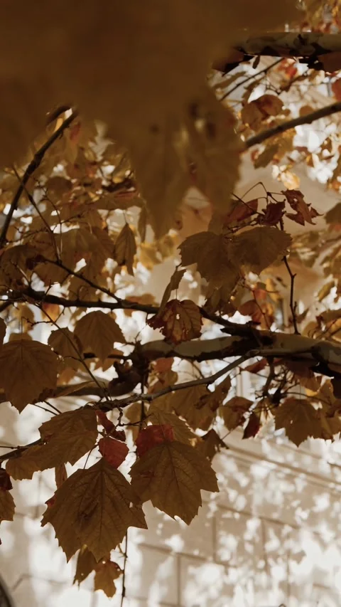Beautiful tree branches with yellow and orange fall leaves close-up. Stock Footage 310500334