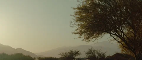 A Beautiful Tree in a Breeze Wind Stock Footage 243620459