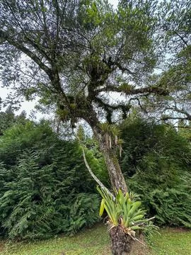 Beautiful tree with bromeliads Fotos de archivo