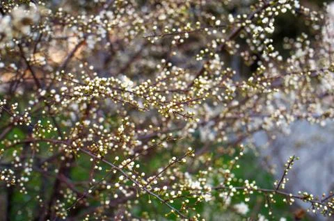 Beautiful tree buds in spring in natural habitat Stock Photos