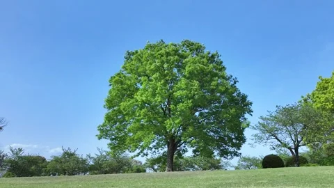 Beautiful Tree Canopy and Blue Sky Time Lapse in Nature Stock Footage 336742829