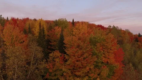 Beautiful tree canopy seen by drone at sunrise with pretty skies Stock Footage 119184808