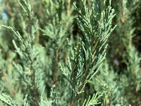 Beautiful tree - cedar Stock Photos