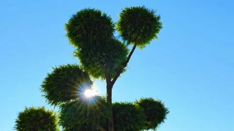 Beautiful Tree with Circle Shape and with Sunbeam and Blue Clear Sky Video stock 220733660