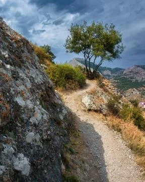 Beautiful tree on a cliff. The path to the old fortress in Sudak. Mountains in 写真素材