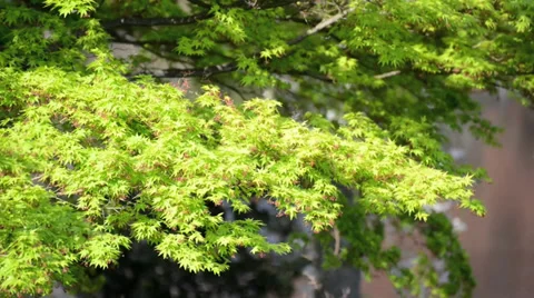 Beautiful tree close-up in the forest in sunshine Video stock 39796996