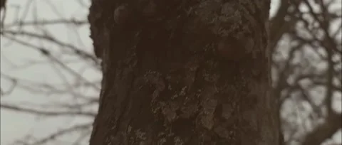 Beautiful tree on a cool evening Stock Footage 186237358