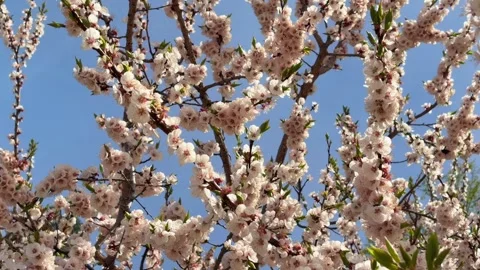 A beautiful tree covered in delicate white blossoms in spring. The flowerin.. Stock Footage 345833888